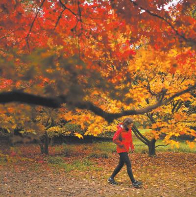 国家植物园，生物多样性保护的重要平台——来自一些国家的报道