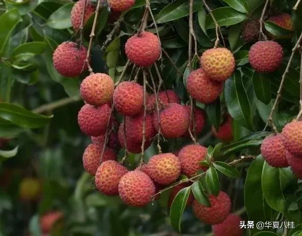 7月岭南荔枝香