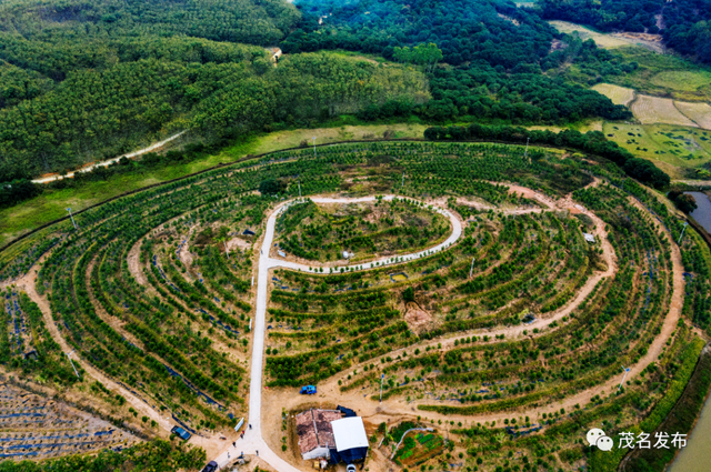 “五棵树一条鱼一桌菜”撬动产业升级，茂名致力培育超百亿级现代农业产业集群！