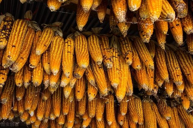 粮价预警：未来两个月玉米价格仍在筑底！关注台海政策风险