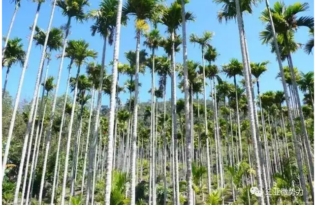 砍去致癌果，改种经济果，优化品种结构，开辟新财路
