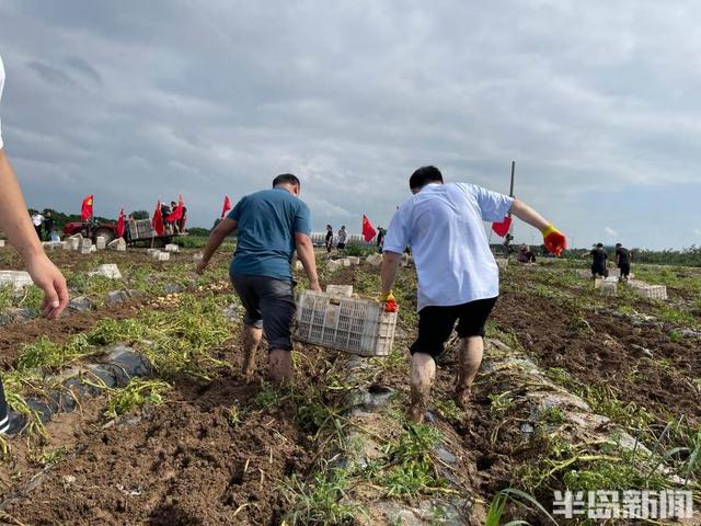 半岛聚焦｜土豆告急！丰收在即暴雨突袭胶西农户盼援手，党员干部200余人冒雨蹚泥帮抢收