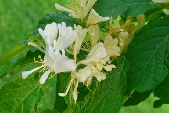 4种可以吃的花，不仅观赏价值高，而且健康美味又养颜