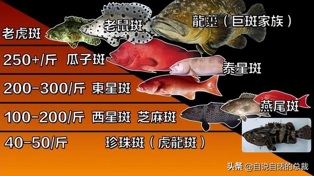 变色、用毒、变性，看上去人畜无害的石斑鱼，在海洋里有多生猛