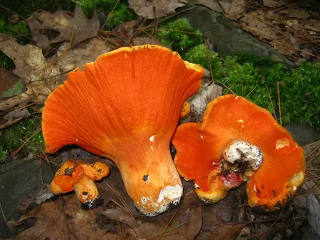 那些很少能买到的蘑菇，没想到味道鲜美，营养惊人
