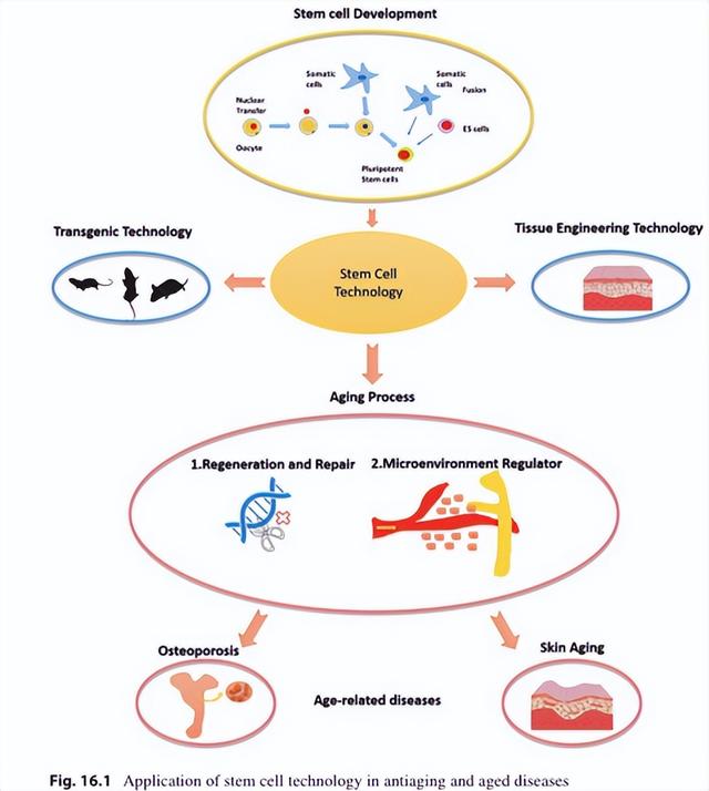 国家发文重点支持！干细胞及器官衰老的干预再成热点