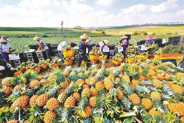 岭南佳果开年首出海 徐闻菠萝首游新加坡