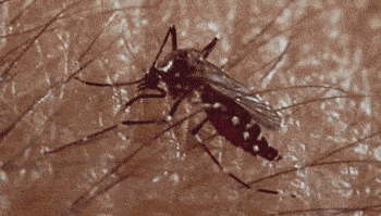 带毒的花蚊子卷土重来中国，它究竟从哪来？为何会令人闻风丧胆？