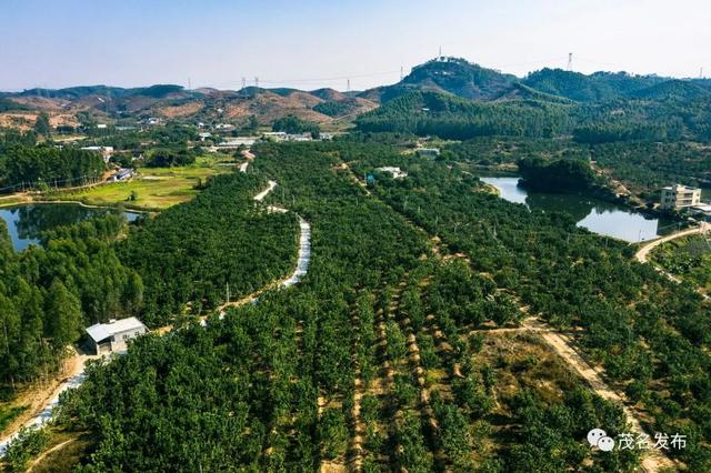 “五棵树一条鱼一桌菜”撬动产业升级，茂名致力培育超百亿级现代农业产业集群！