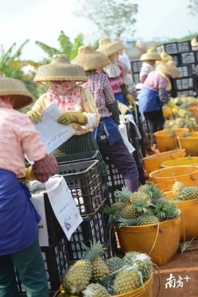 国宴上吃的菠萝，竟来自这个不起眼的小村落