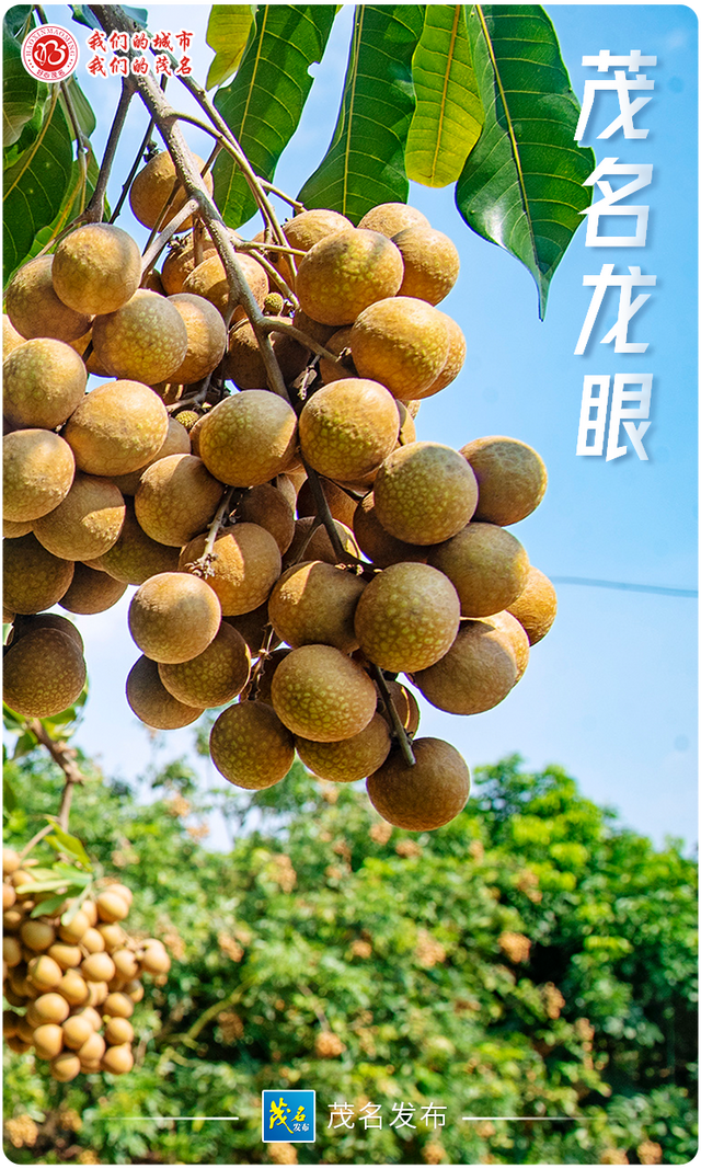 “五棵树一条鱼一桌菜”撬动产业升级，茂名致力培育超百亿级现代农业产业集群！