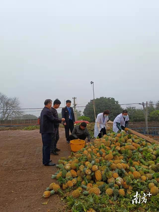 田头快检＋市场抽检，把好菠萝品质关