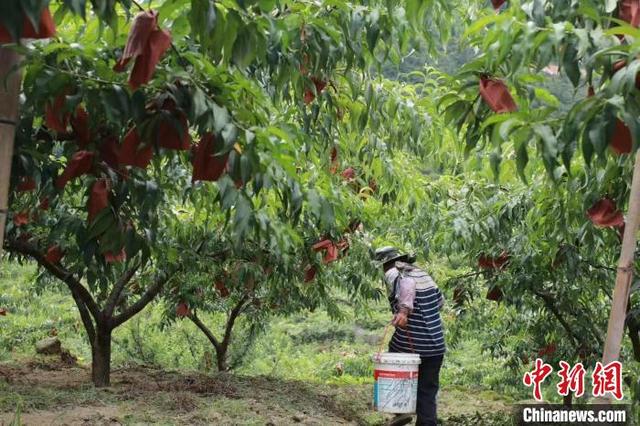 （人民幸福生活）湖南炎陵：种下“甜蜜桃”收获“幸福果”