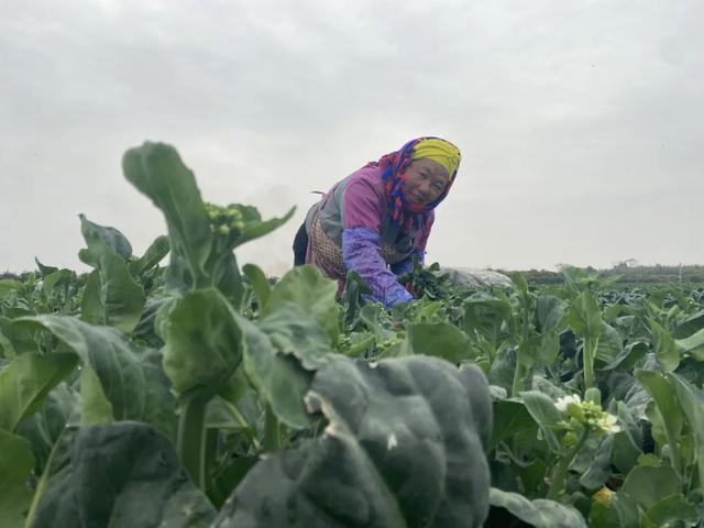 鲜嫩爽脆！怀集优质菜心芥蓝收获市场“铁粉”