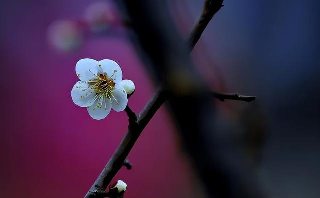 3月25日·上海要闻及抗击肺炎快报