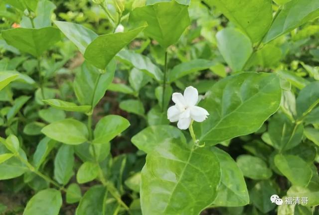 芬芳花田！盛夏，来福清这个地方与茉莉花来一场邂逅吧