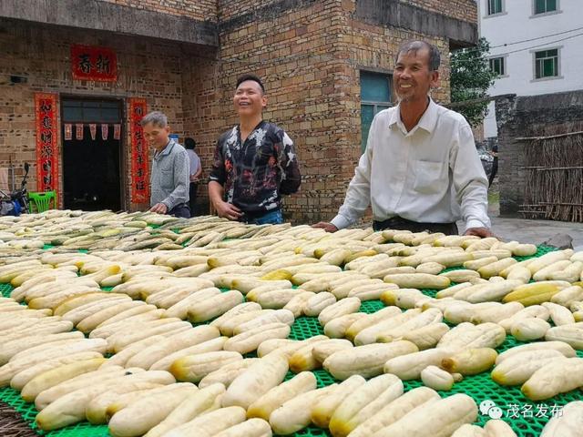 “五棵树一条鱼一桌菜”撬动产业升级，茂名致力培育超百亿级现代农业产业集群！