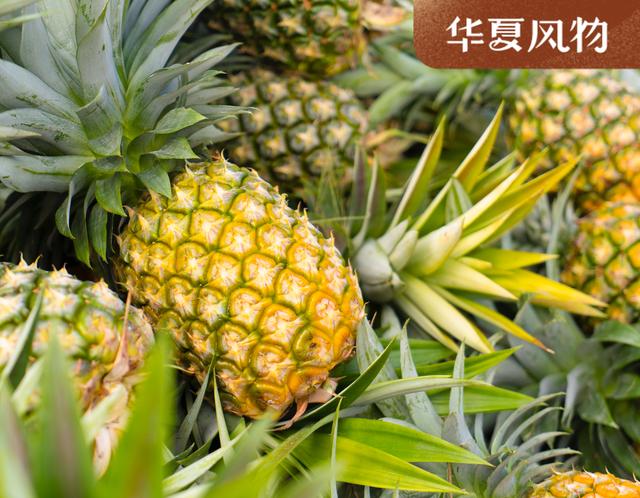现在还有多少人不知道菠萝和凤梨的关系