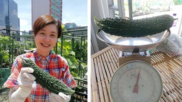 深圳人把菜园子搬上楼顶！每人租1㎡田，果蔬不断