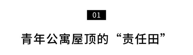 深圳人把菜园子搬上楼顶！每人租1㎡田，果蔬不断