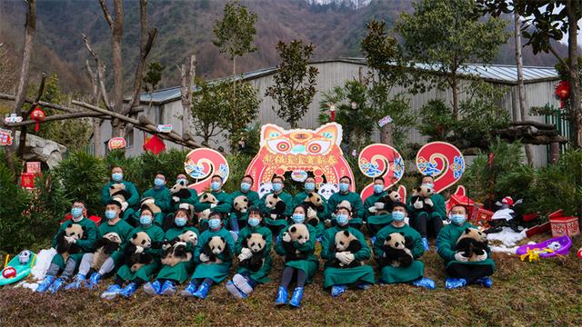 高萌！20只熊猫宝宝集体“拜年”贺新春