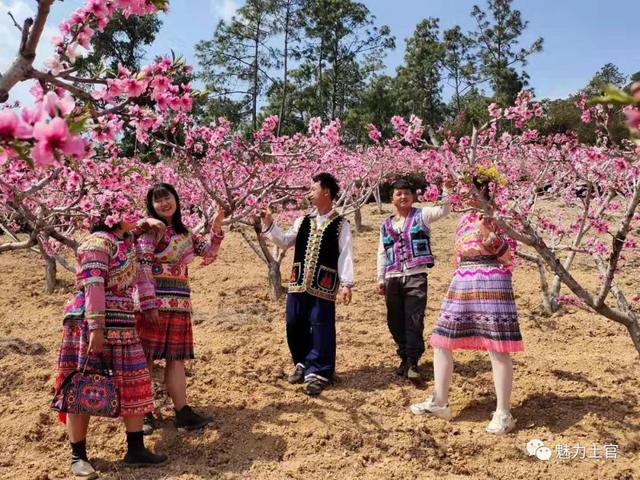 云南禄丰：春花烂漫，诗与远方的乡愁承载地