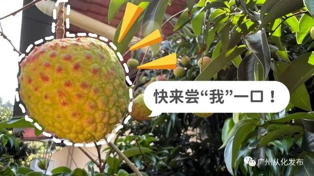 在从化，没吃过这些水果的夏天是不完整的！