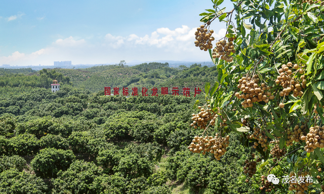 “五棵树一条鱼一桌菜”撬动产业升级，茂名致力培育超百亿级现代农业产业集群！