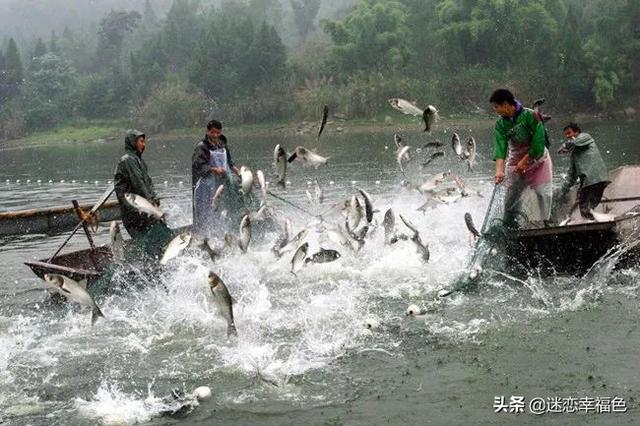 罗非鱼，引进成功的外来物种，为何中国人不爱吃？反而欧美爱吃？