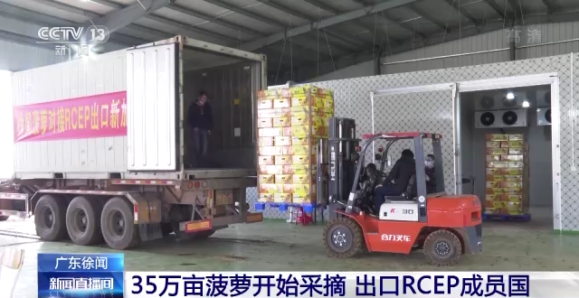 广东徐闻35万亩菠萝开始采摘 首次出口RCEP成员国